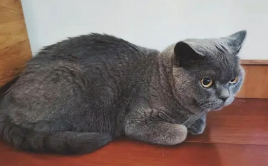 英短蓝猫一岁大概多重？不妨来看看