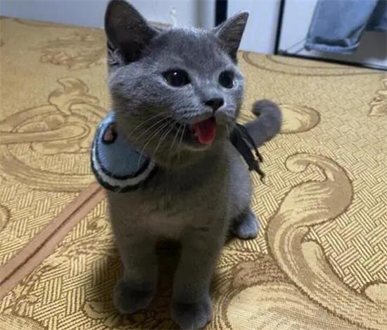 蓝猫不吃猫粮怎么回事？饲主不要担心