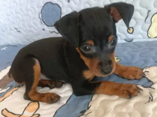 小鹿犬有几种体型？新手如何挑选