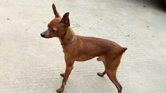 小鹿犬后脚乏力，小鹿犬后脚没气力走