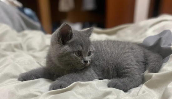 黑猫和蓝猫串生出来什么？你知道吗？