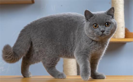 英短蓝猫能吃什么水果？具体有？