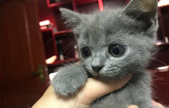 英短蓝猫怎么分辨串猫？一文告诉你