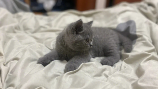 蓝猫产后护理怎么做？如何帮助猫咪尽快恢复状态！