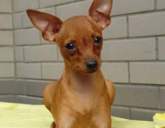小鹿犬怎么训练上厕所？训练方法是什么？