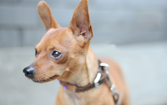你还不知道小鹿犬优点缺点有什么吗？