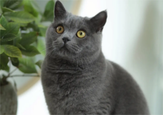 蓝猫能吃巧克力吗？真的可以吗？