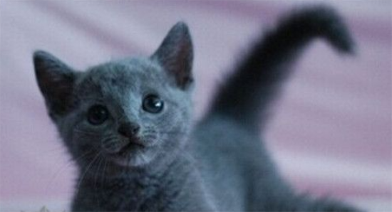 怎么训练蓝猫记住自己名字 俄罗斯蓝猫训练之记名字
