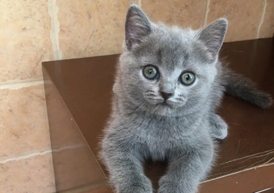 蓝猫不能吃什么食物？你都知道吗？