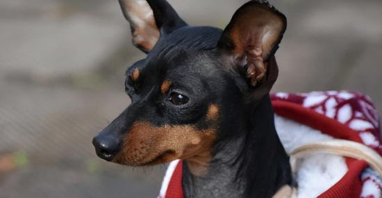 养小鹿犬有什么禁忌？下面这几点需要注意！