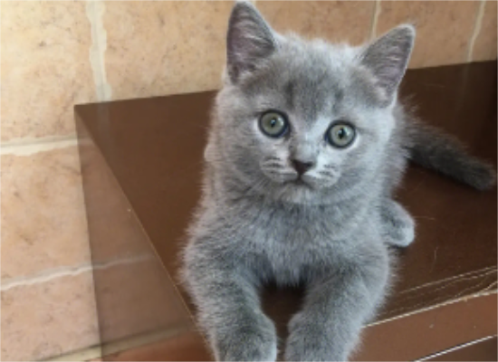 养宠小知识：英短蓝猫怎么养毛色好