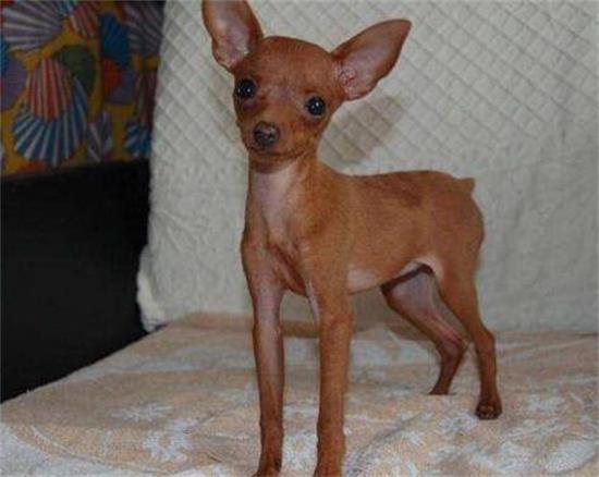 不知道小鹿犬怀孕吃什么好？看这里