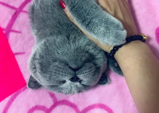 蓝猫为什么会有耳螨？这几点你注意了吗？