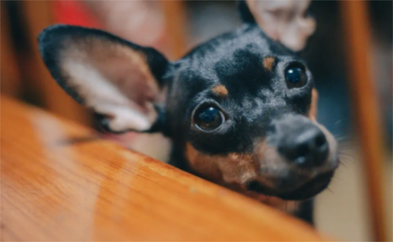 小鹿犬怎样训练它听话？我来告诉你！