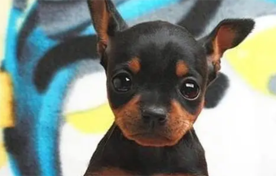 小鹿犬流鼻涕怎么办？要及时治疗