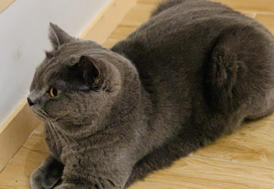 一文告诉你，英短蓝猫为什么会咬人？