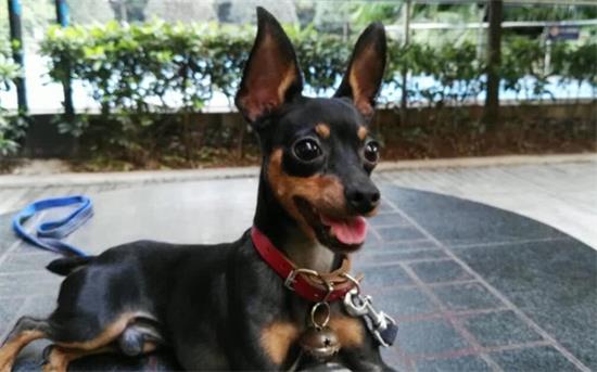 小鹿犬便秘不要慌，可以试试这些方法！