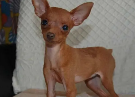 小鹿犬怎么训练上厕所？训练方法是什么？