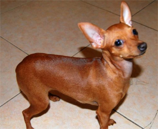 小鹿犬为什么喜欢钻被窝？想养的人来看看吧