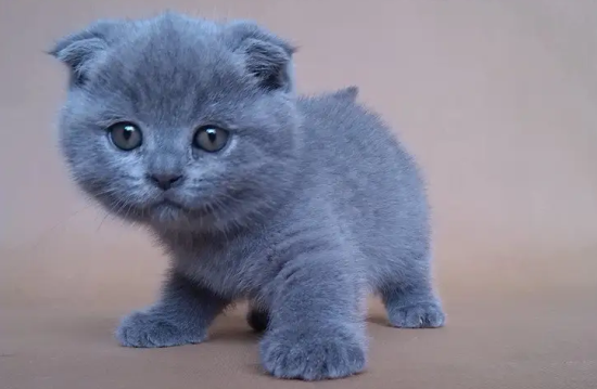折耳蓝猫价格大概多少钱一只