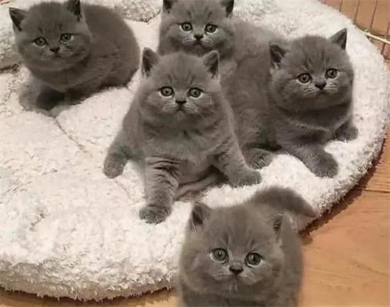 蓝猫掉毛吗？是天性还是疾病？