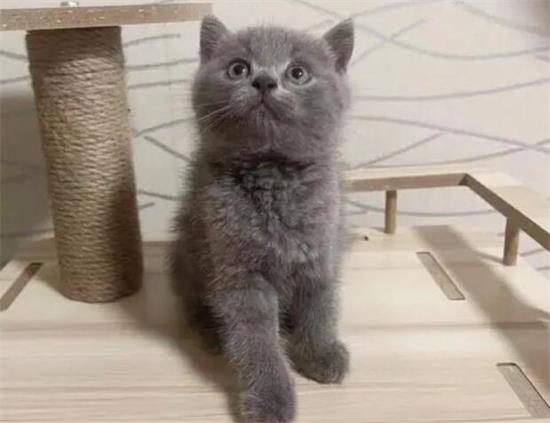 为什么不建议养蓝猫？原因很简单