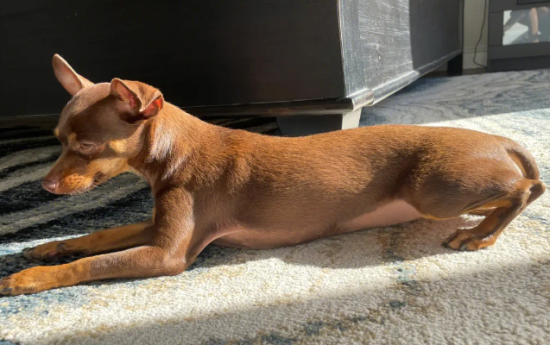 小鹿犬大便干怎么办？试试这几招