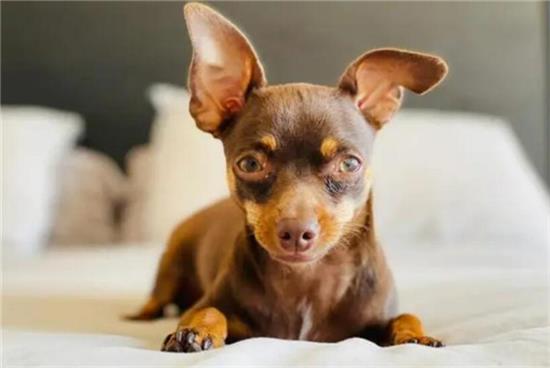 小鹿犬的缺点？看完你还想养吗