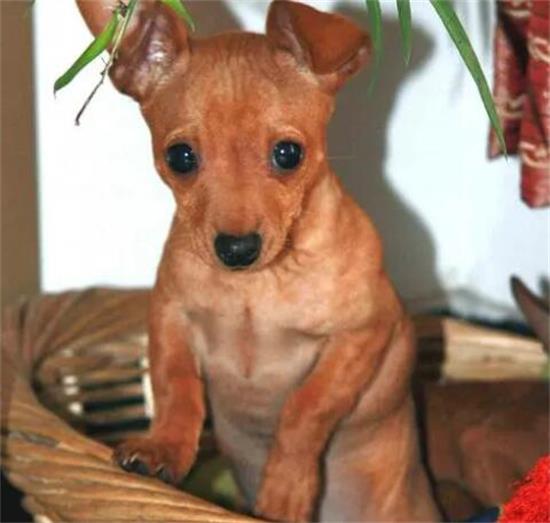 小鹿犬价格是多少钱？如何正确评估价值