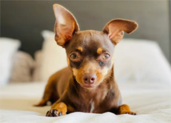 小鹿犬能吃水果吗？想养的人来看看吧