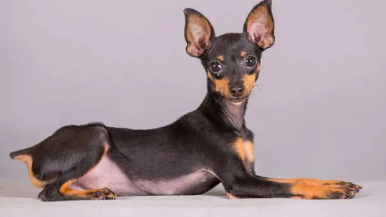 一个月的小鹿犬怎么养活？