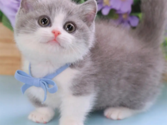 英短蓝白矮脚猫多少钱一只