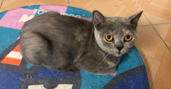 今日科普：蓝猫的毛发黄怎么回事？