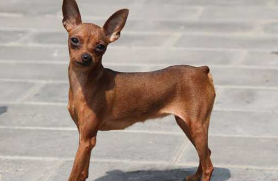 两个月小鹿犬怎样保暖？这样做准没错！