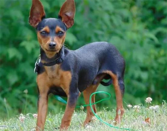 小鹿犬怎么美容？请认准这招