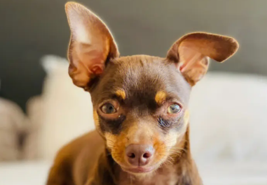 小鹿犬的智商排名第几？想养的人看过来