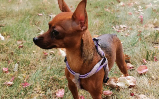 小鹿犬多少天显肚子？看完你就知道了