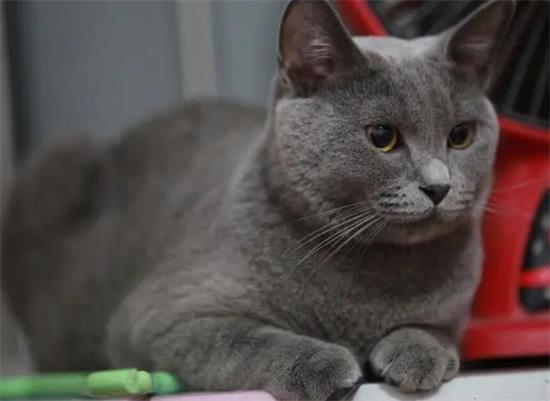 蓝猫为啥用头拱人？是有这些意思，别不明白