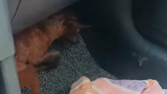 想把流浪狗送收容所，却是打狗队来接它！女生察觉不对立马要回狗