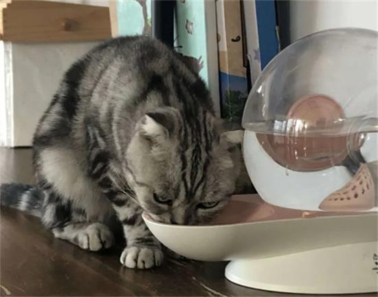 猫咪绝育前后的护理有哪些不同？