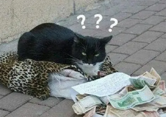 猫咪趴在街头睡觉，醒来后看到一盘子纸币