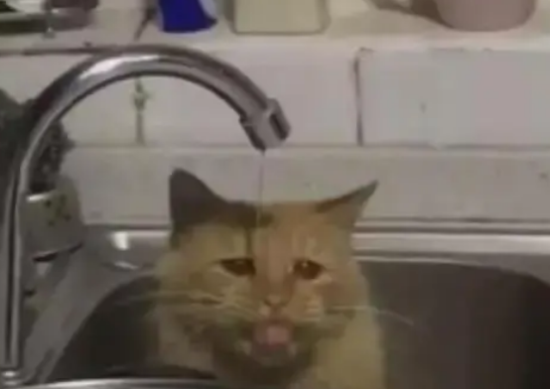 男子煮面吃，猫露出哀怨的脸，猫：你吃面，本喵喝水