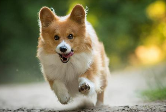 狗狗驱虫用什么药最好？