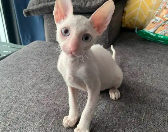 想让柯尼斯卷毛猫言听计从，这些训练法你掌握了吗？
