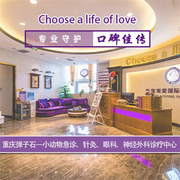 宠爱国际动物医院（针灸、眼科、神经外科）(弹子石店)