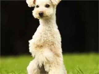 宠尚Poodle Club