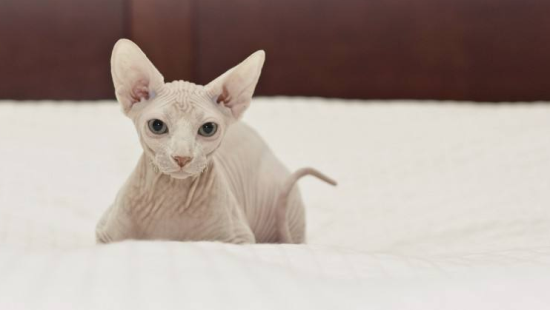 加拿大无毛猫会发腮吗