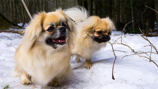 西藏猎犬什么颜色好？
