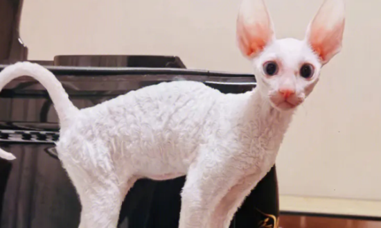 柯尼斯卷毛猫尿血怎么办？具体怎么做呢？