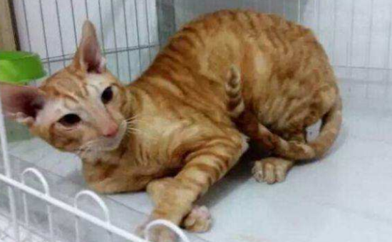 柯尼斯卷毛猫适合吃什么